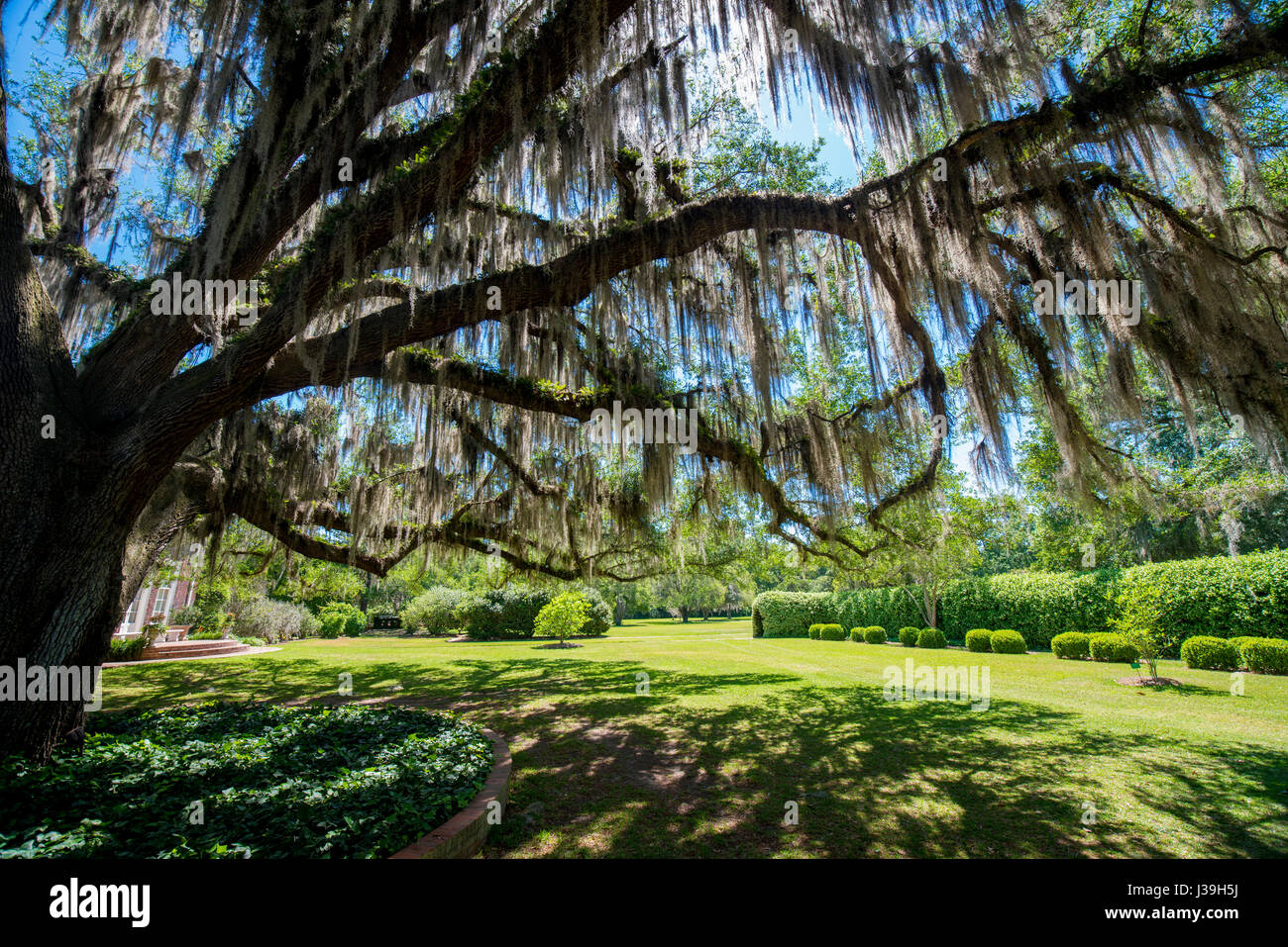 Spanish moss hanging from trees Stock Photo Alamy