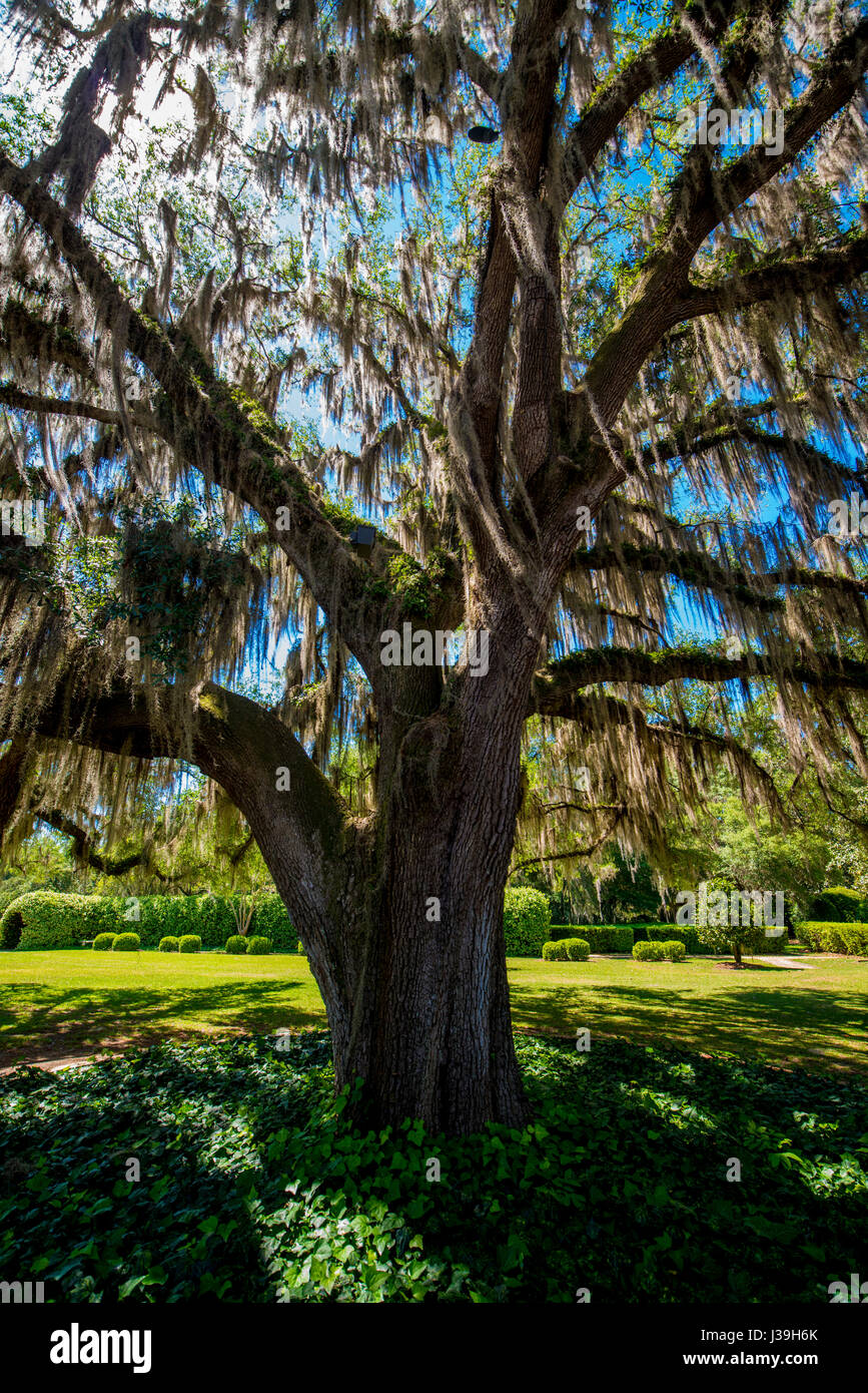 Spanish moss hanging from trees Stock Photo Alamy
