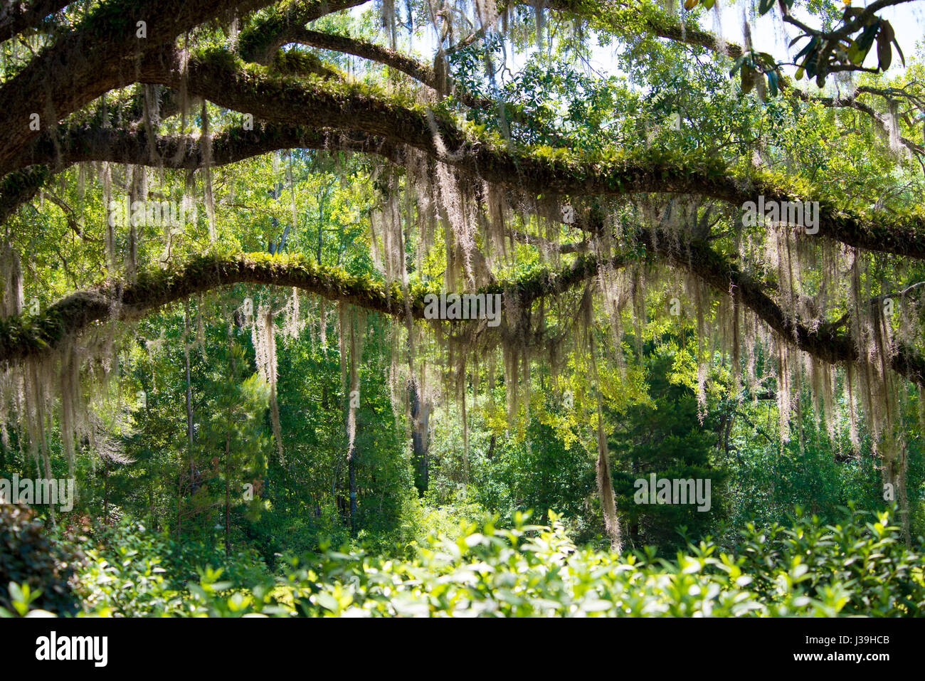 Spanish moss hanging from trees Stock Photo Alamy