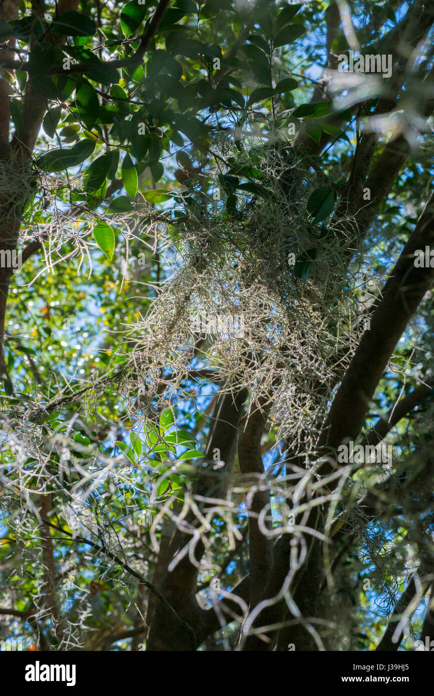 Spanish moss hanging from trees Stock Photo Alamy