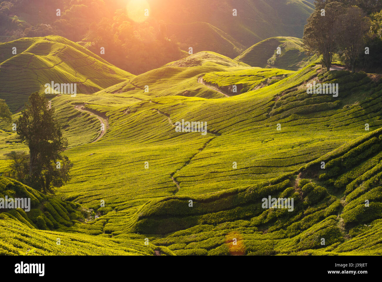misty morning at cameron highlands , malaysia Stock Photo - Alamy