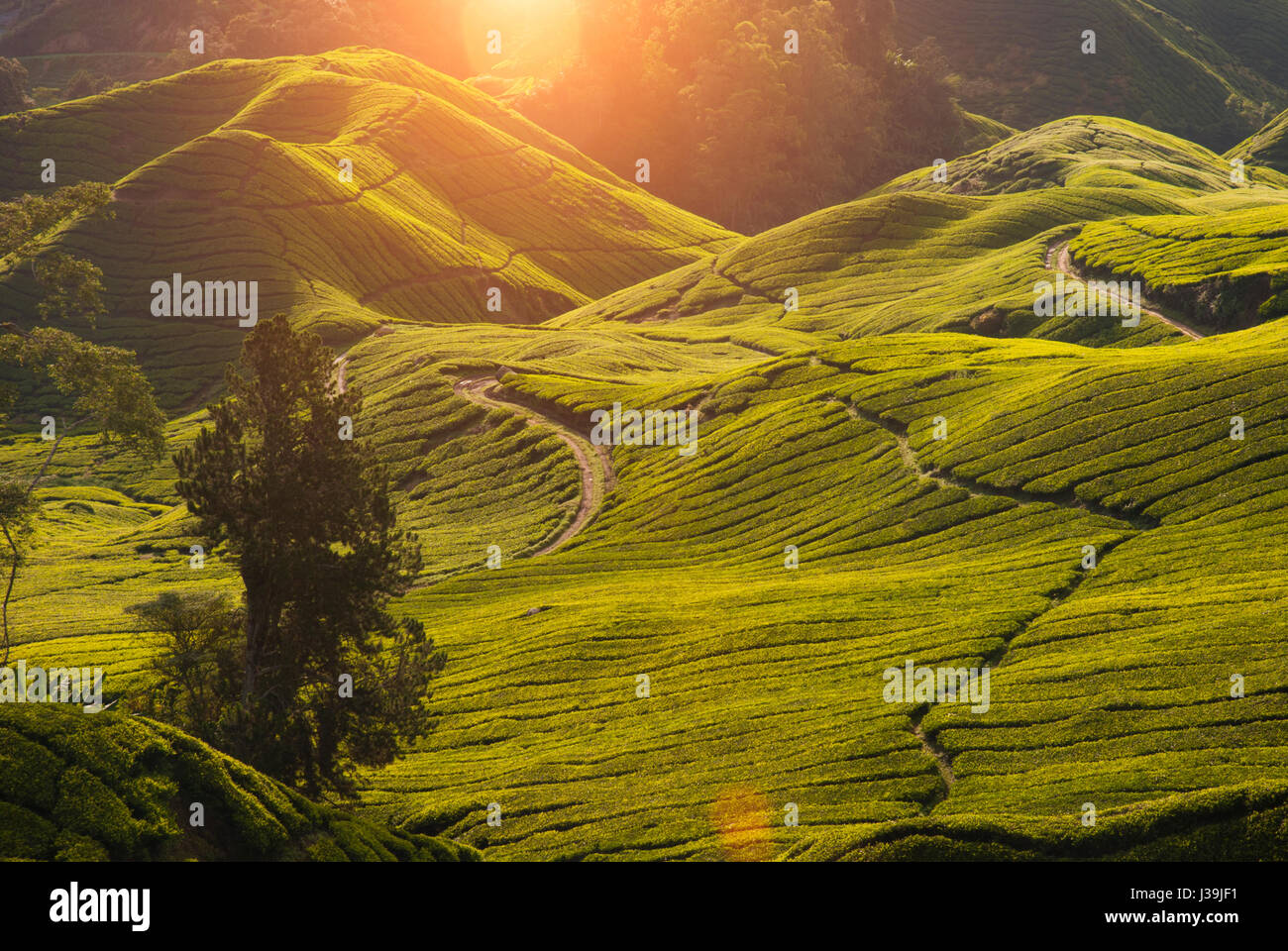 misty morning at cameron highlands , malaysia Stock Photo - Alamy