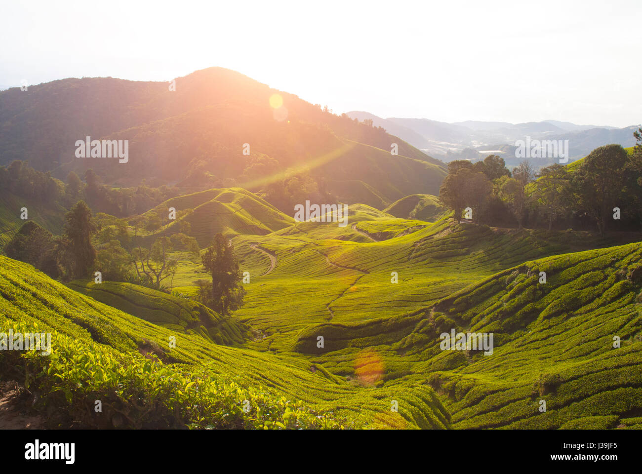 misty morning at cameron highlands , malaysia Stock Photo - Alamy
