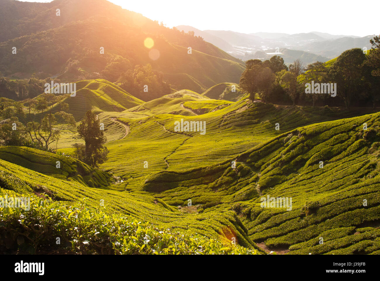 misty morning at cameron highlands , malaysia Stock Photo - Alamy