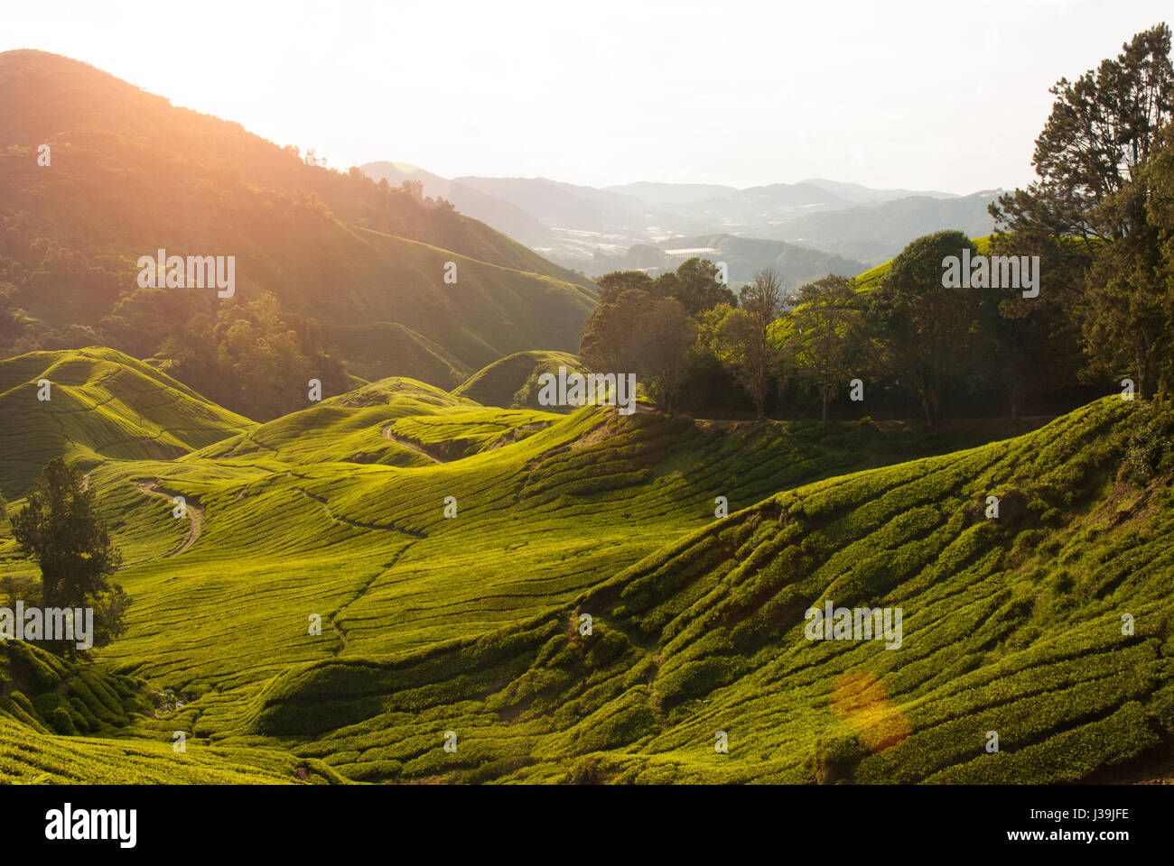 misty morning at cameron highlands , malaysia Stock Photo - Alamy