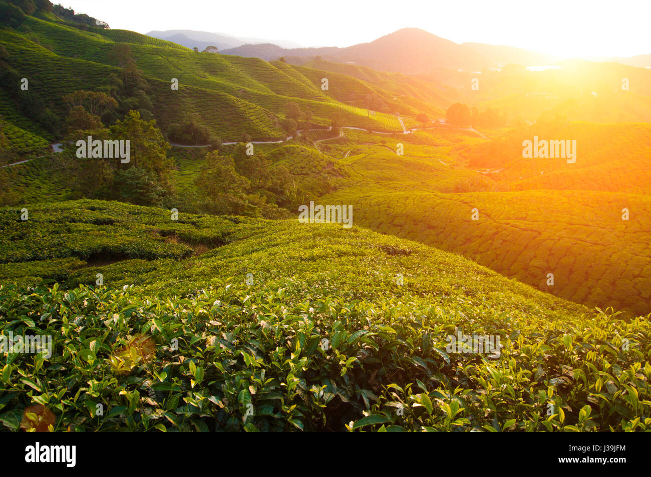 misty morning at cameron highlands , malaysia Stock Photo - Alamy