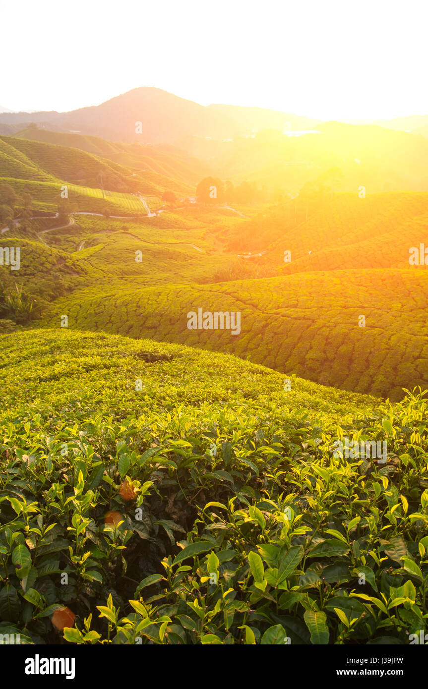 misty morning at cameron highlands , malaysia Stock Photo - Alamy