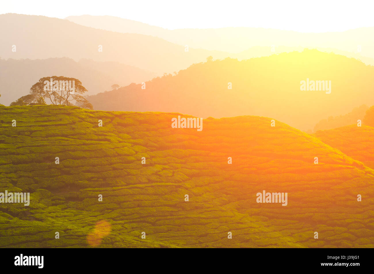 misty morning at cameron highlands , malaysia Stock Photo - Alamy