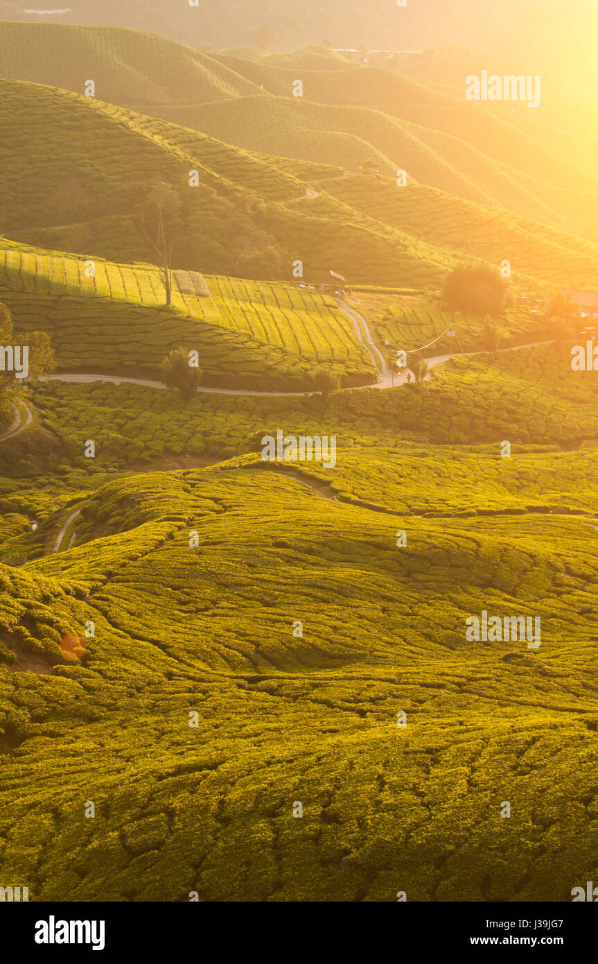misty morning at cameron highlands , malaysia Stock Photo - Alamy