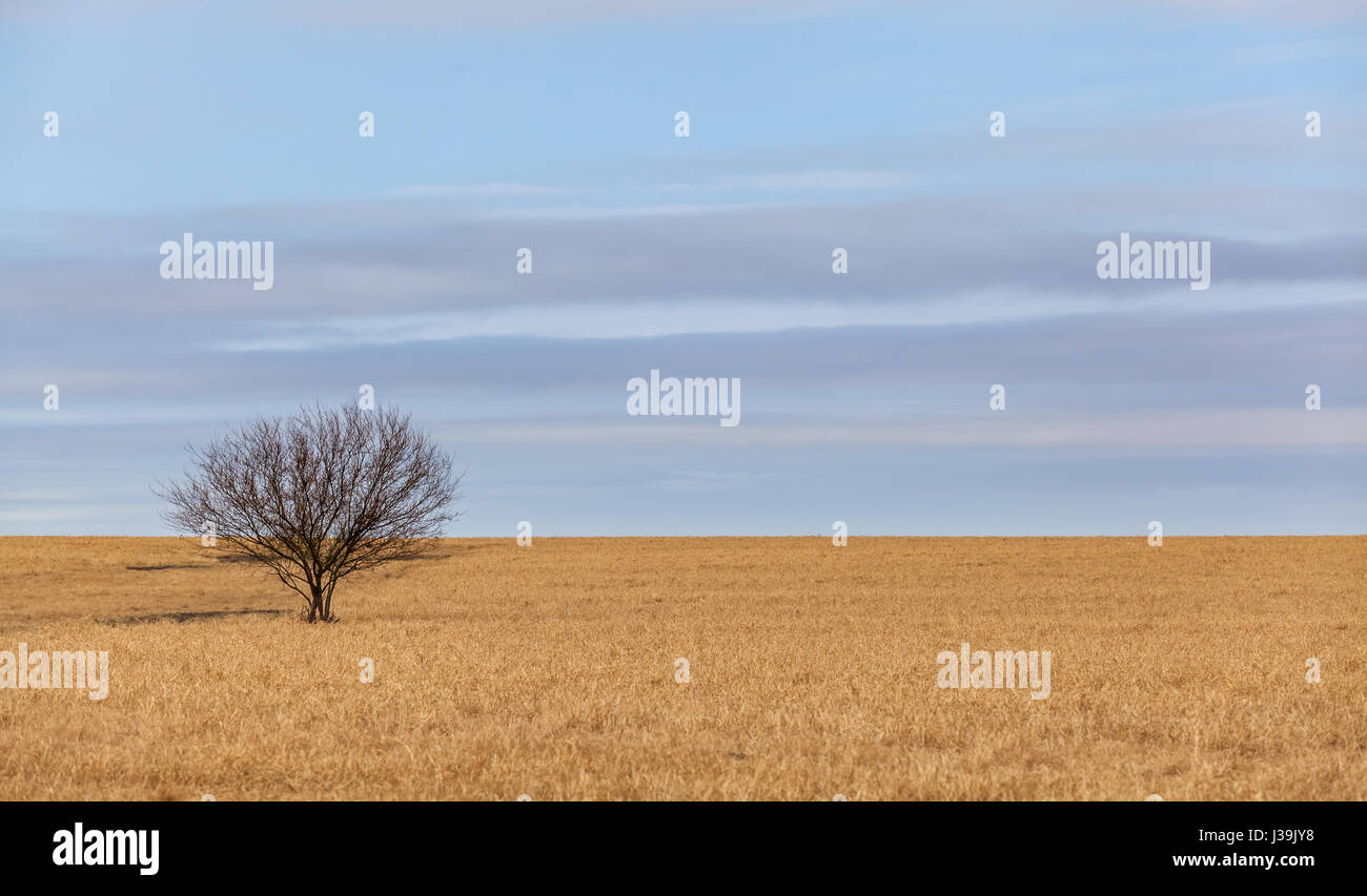 Single Tree in Large Field with cloudy skies Stock Photo - Alamy
