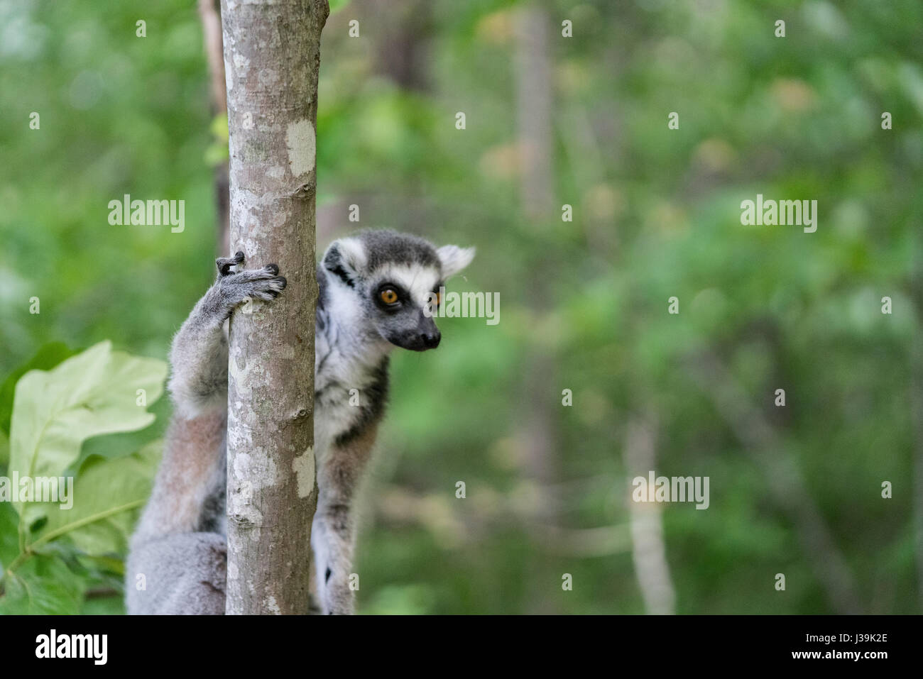 Ring-tailed lemur (Scientific name: Lemur catta Stock Photo - Alamy