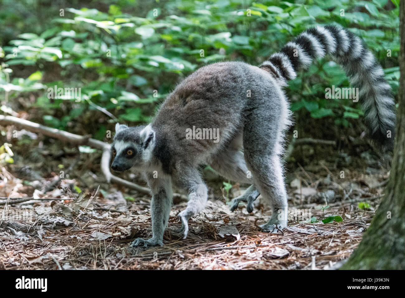 Ring-tailed lemur (Scientific name: Lemur catta Stock Photo - Alamy