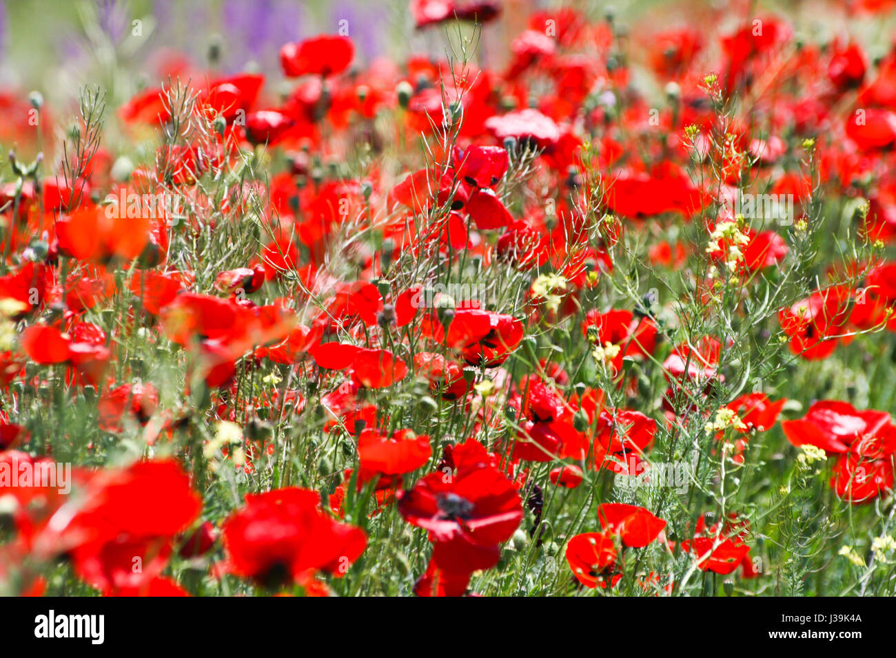 Field of poppies Stock Photo