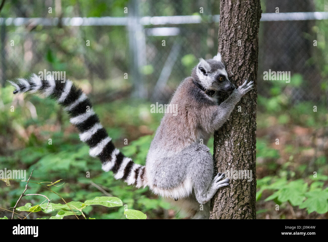 Ring-tailed lemur (Scientific name: Lemur catta Stock Photo - Alamy