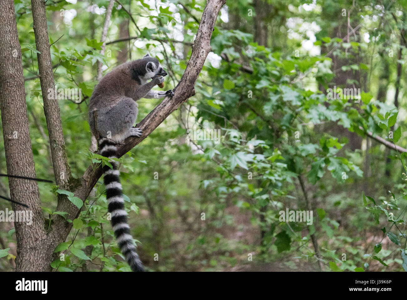 Ring-tailed lemur (Scientific name: Lemur catta Stock Photo - Alamy