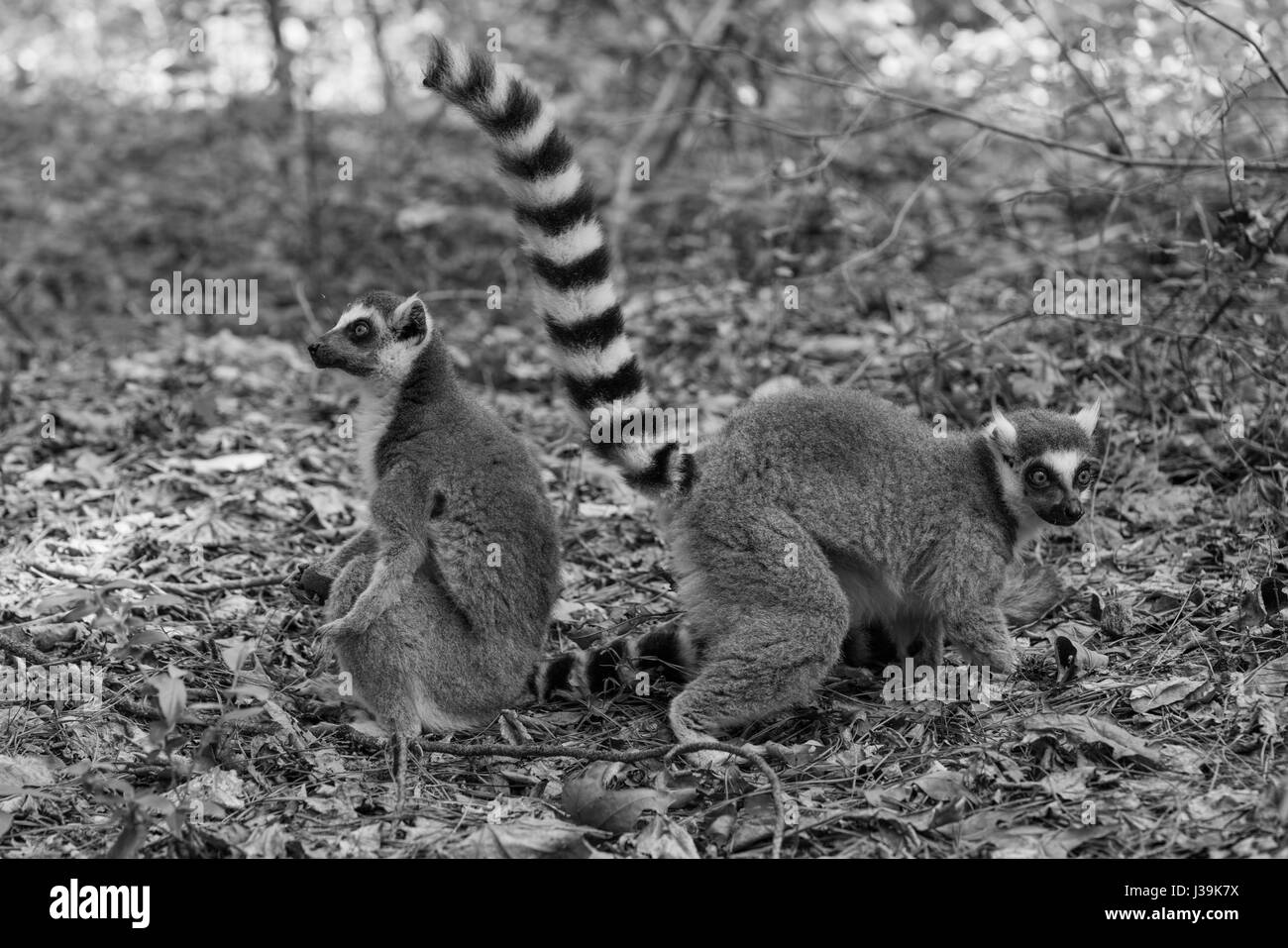Ring-tailed lemur (Scientific name: Lemur catta) Stock Photo