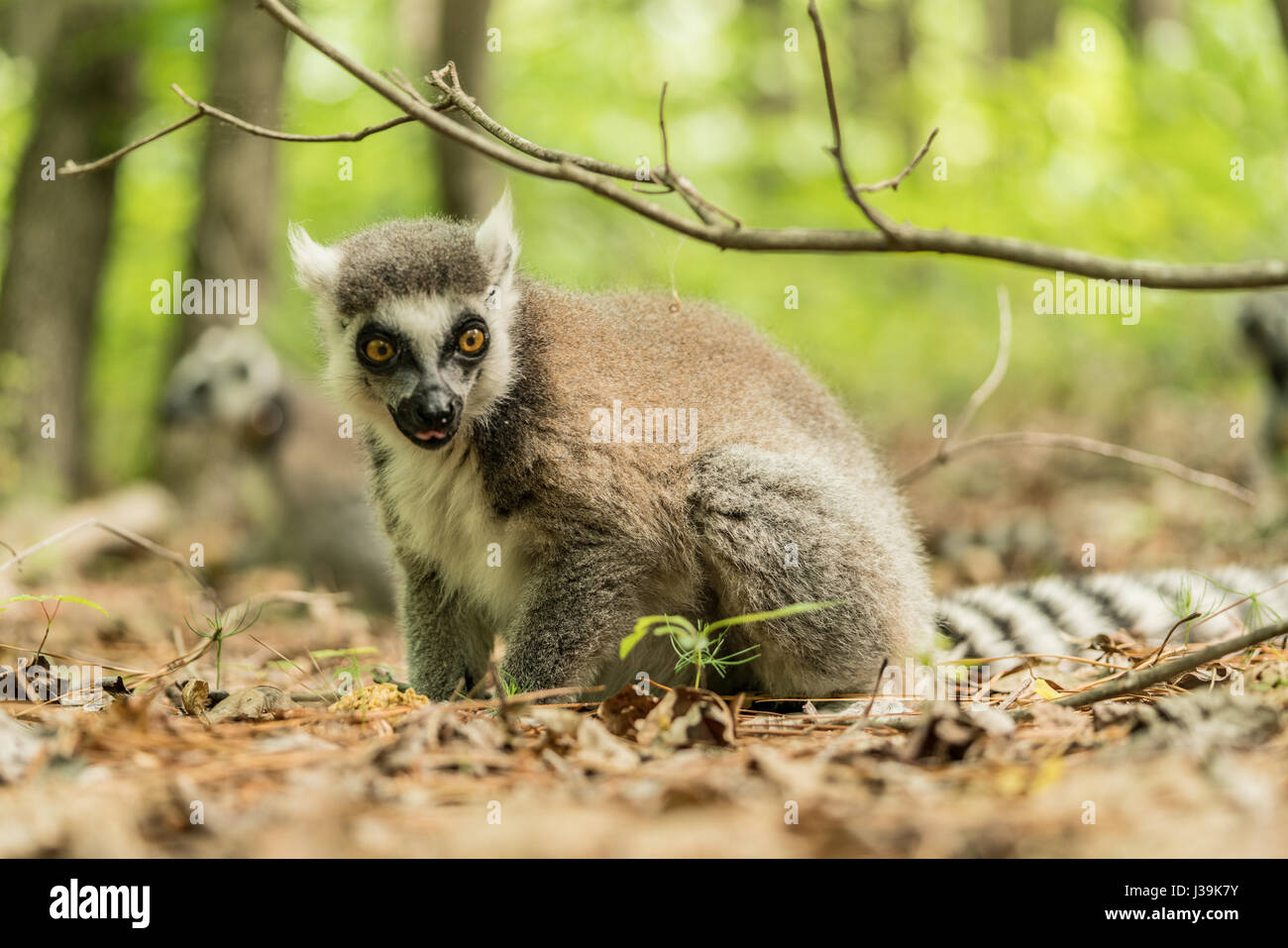 Ring-tailed lemur (Scientific name: Lemur catta Stock Photo - Alamy