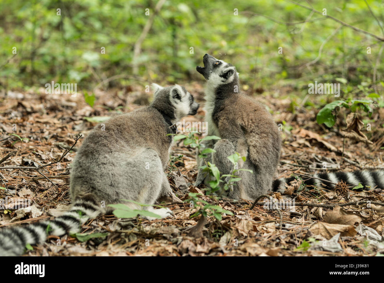 Ring-tailed lemur (Scientific name: Lemur catta Stock Photo - Alamy