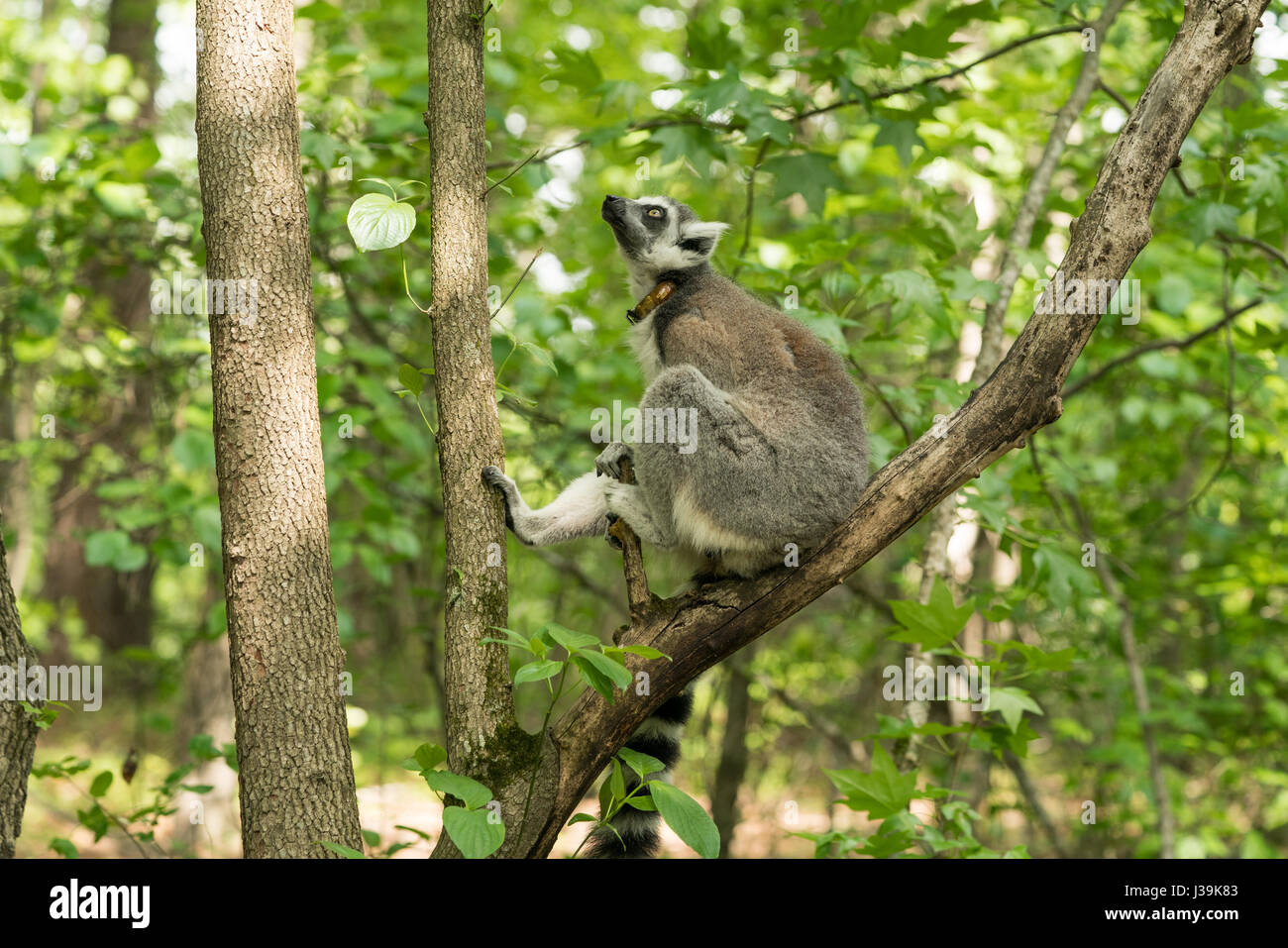 Ring-tailed lemur (Scientific name: Lemur catta Stock Photo - Alamy