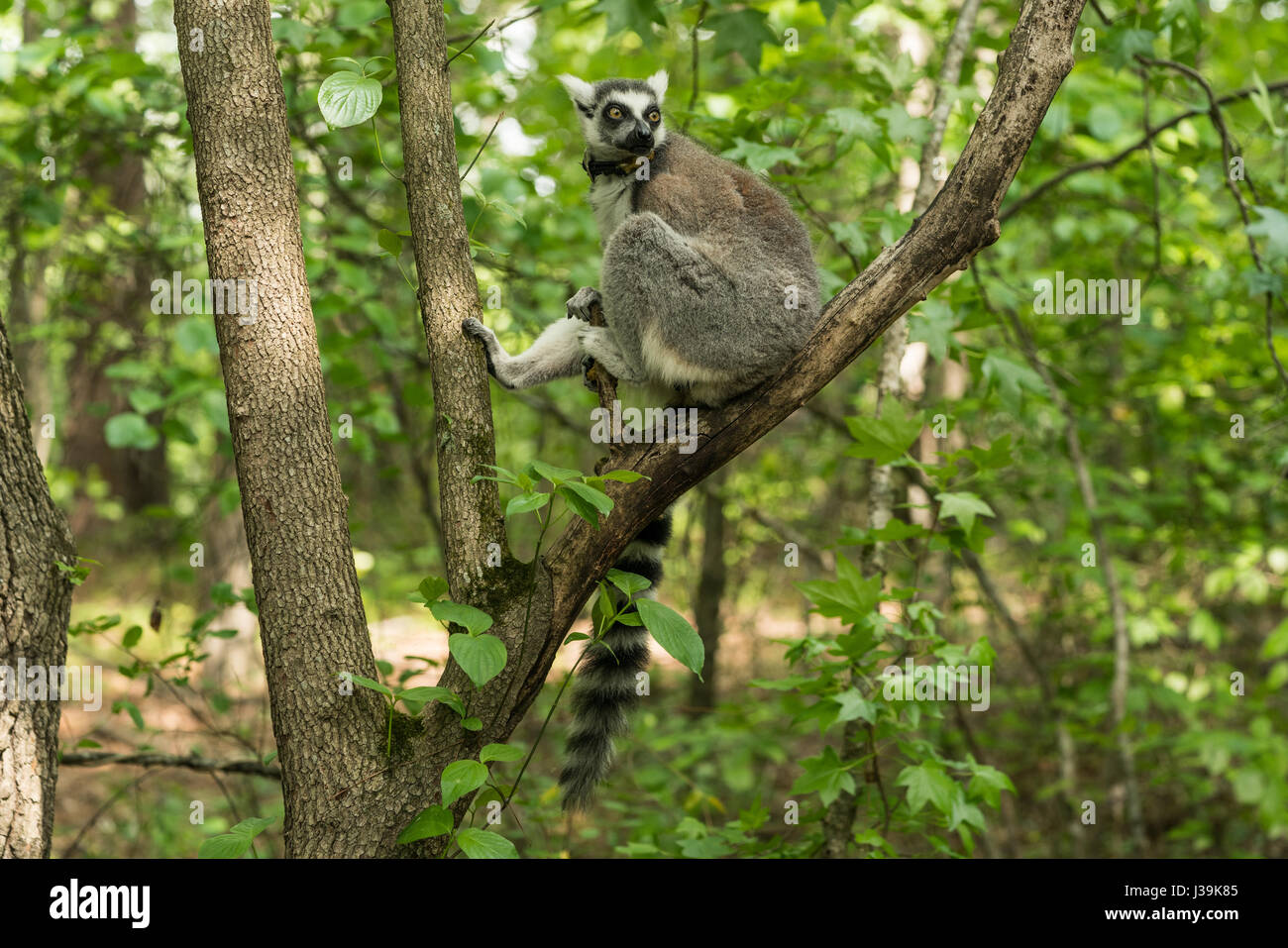 Ring-tailed lemur (Scientific name: Lemur catta Stock Photo - Alamy