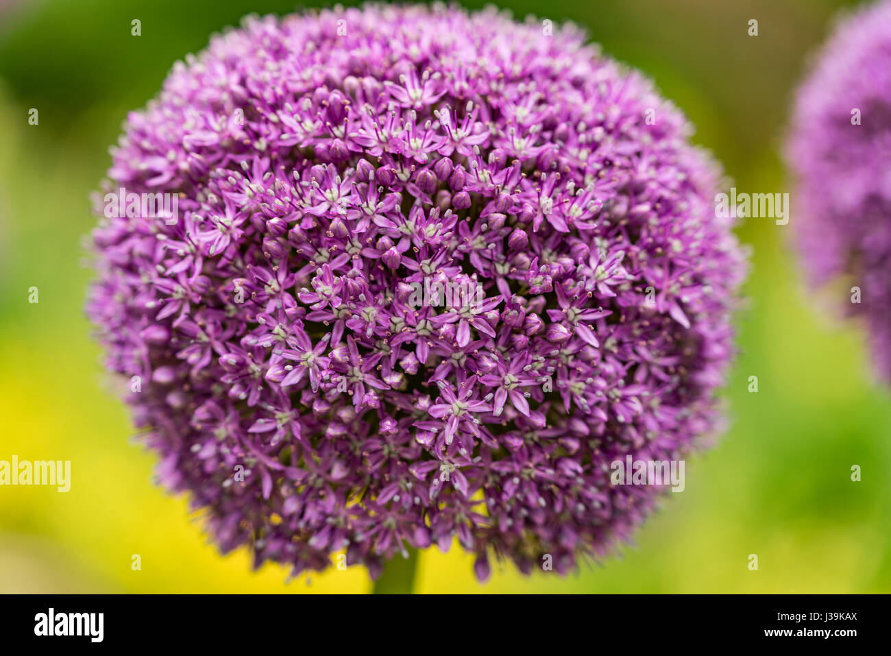 Flowers in bloom at Sarah P. Duke Gardens in Durham, NC Stock Photo Alamy