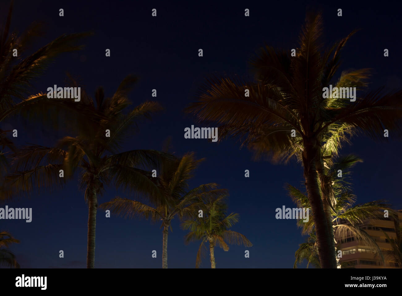 Lit Palm Trees At Night Stock Photo Alamy