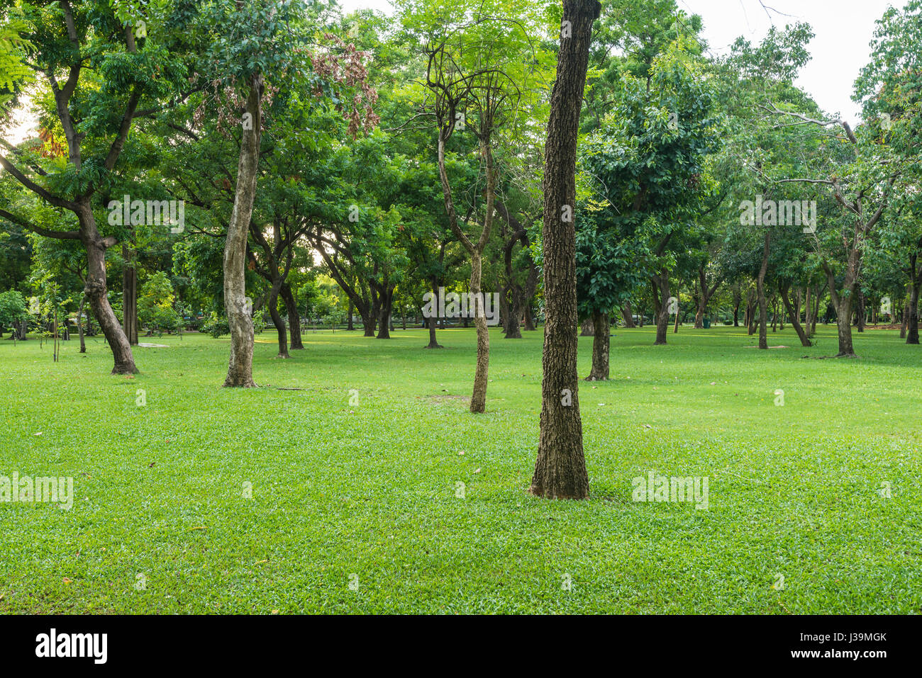 Green lawn with trees in park Stock Photo - Alamy