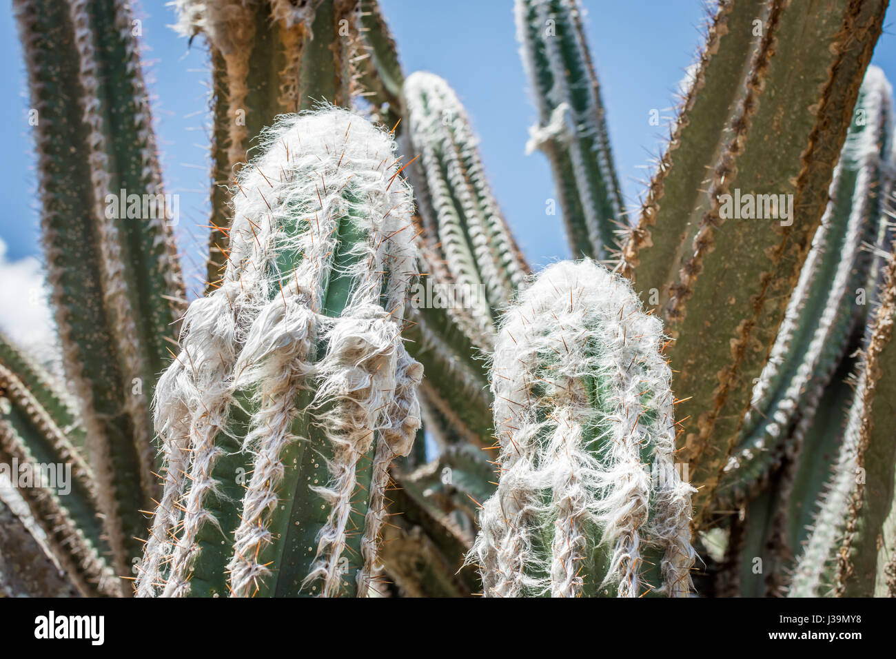 The white hair and orange spines of the woolly torch cactus (also known as the silver torch cactus), a perennial cactus native to South America. Stock Photo