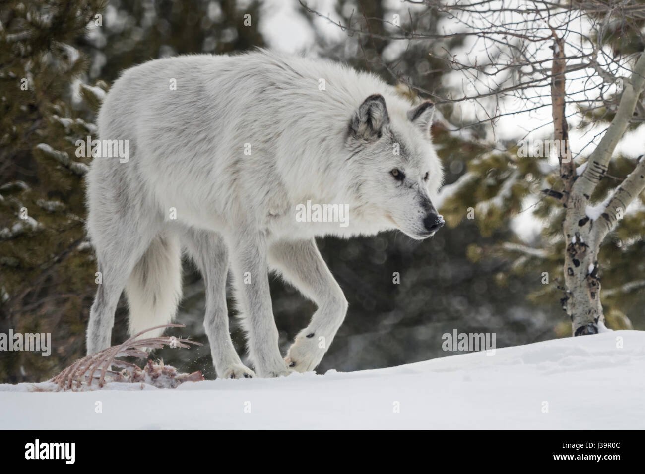 Gray Wolf / Wolf (Canis lupus) in winter, walking away after feeding at a carcass, in snow, natural surrounding, capitive, Yellowstone area, MT, USA. Stock Photo