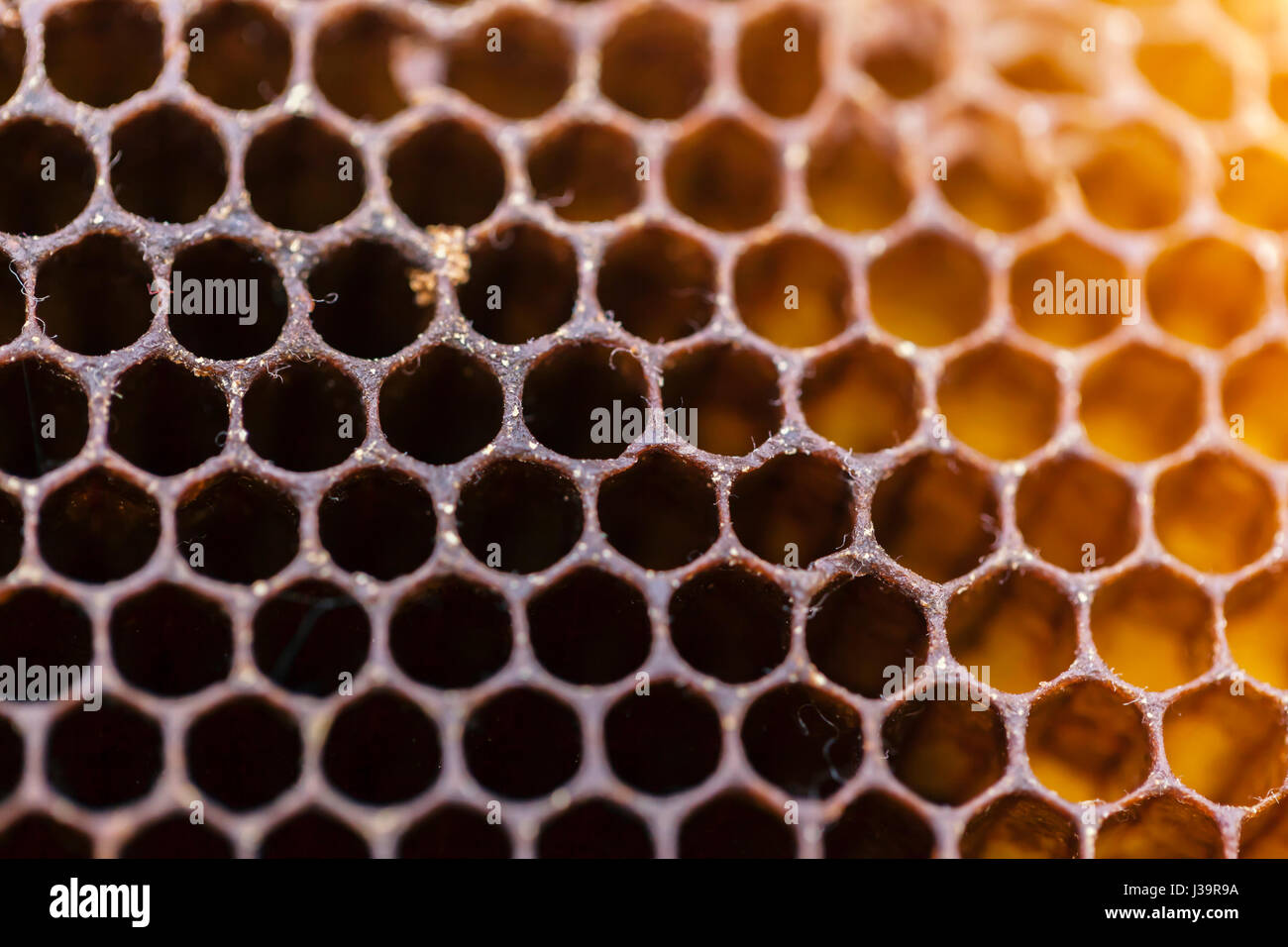 honeycomb macro close up Stock Photo
