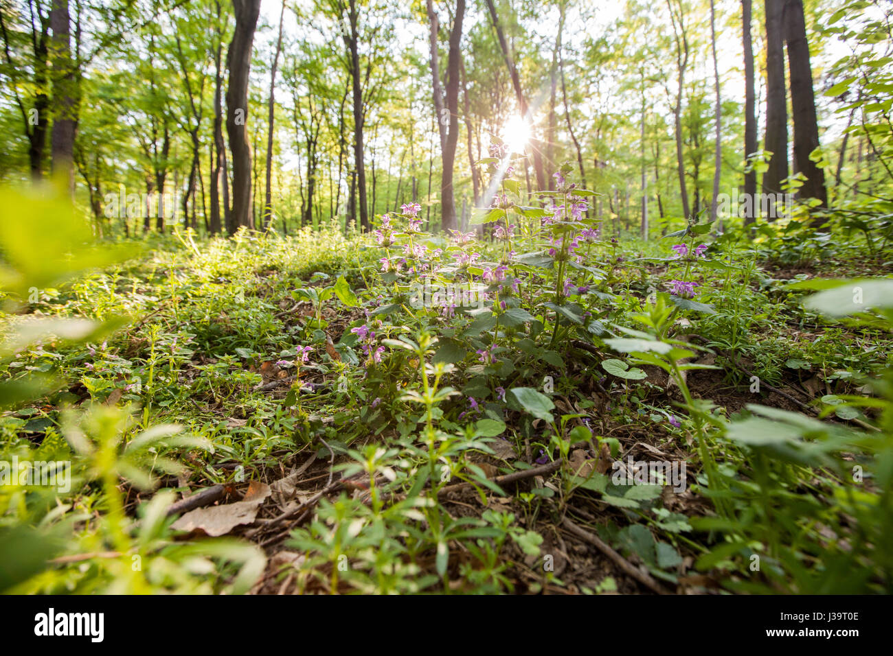 Spring flowers and sunlight in background,plant blooming in the first ...