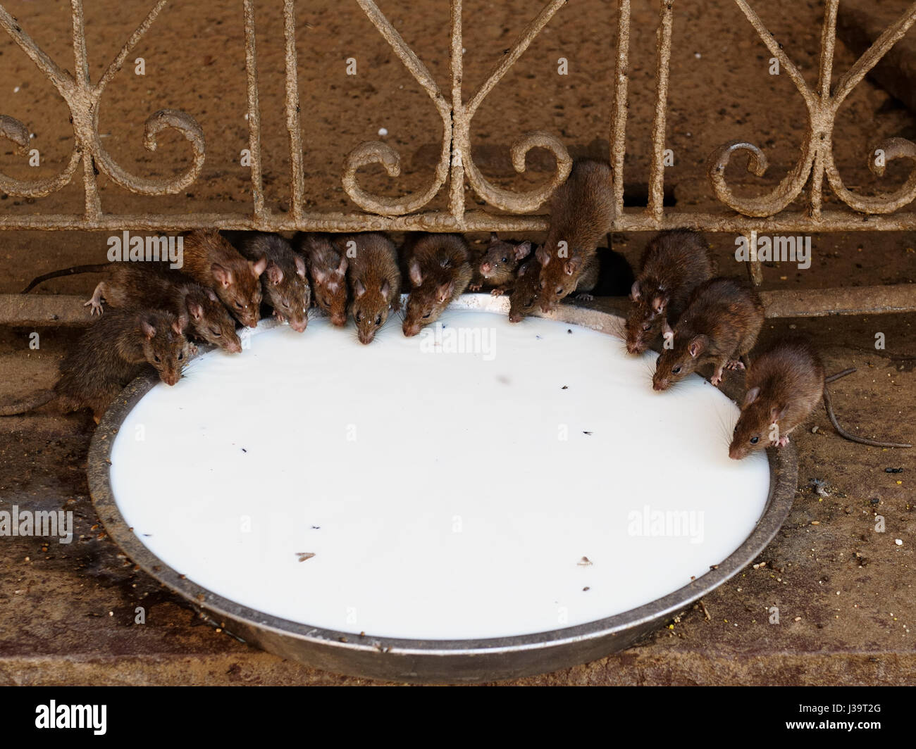 Rat Temple (Karni Mata Mandir) near Bikaner, Rajasthan, India Stock Photo