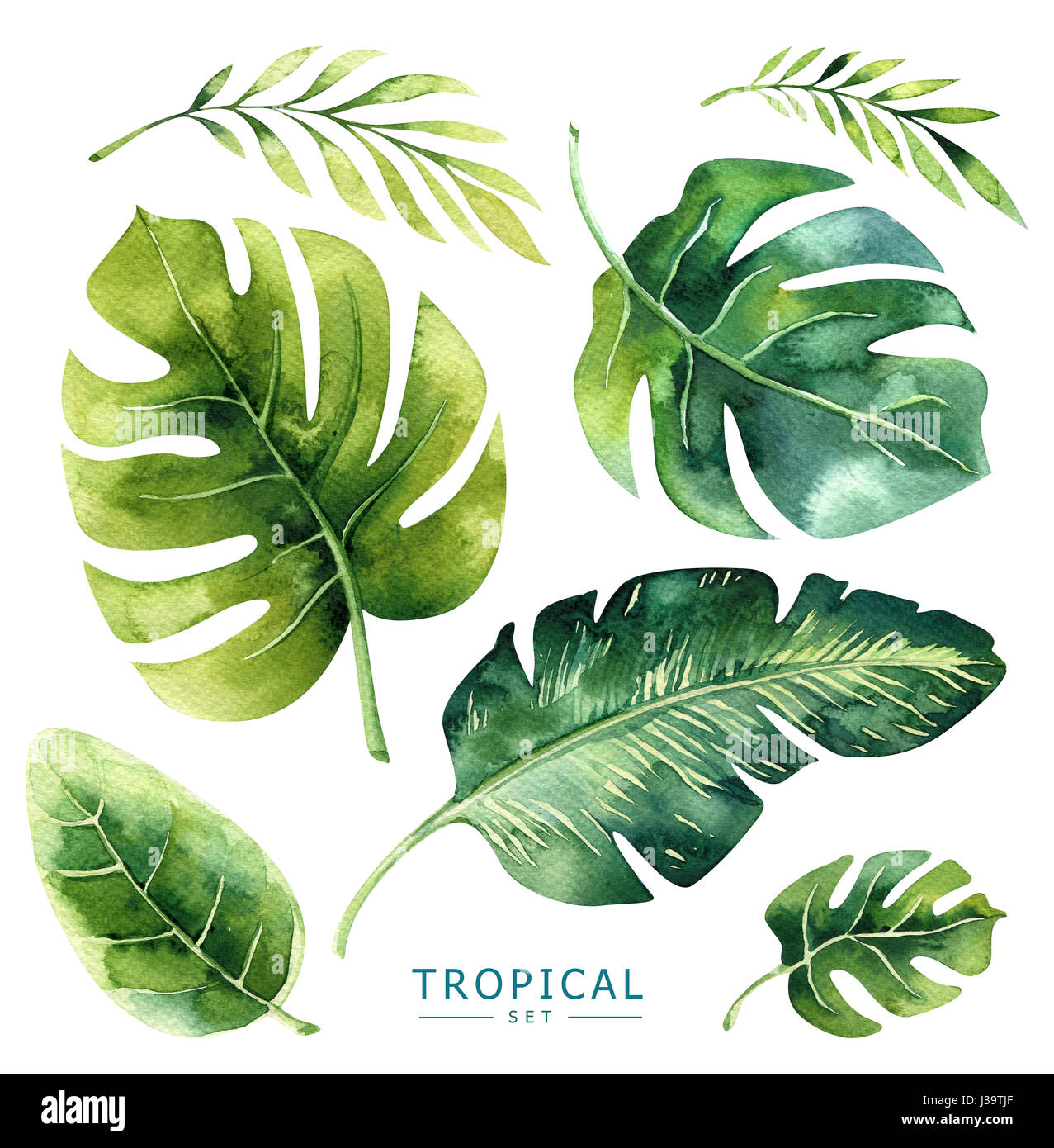 Hand drawn watercolor tropical plants set. Exotic palm leaves, j Stock Photo