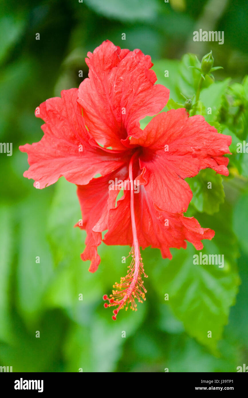 Thai flower petals hi-res stock photography and images - Alamy