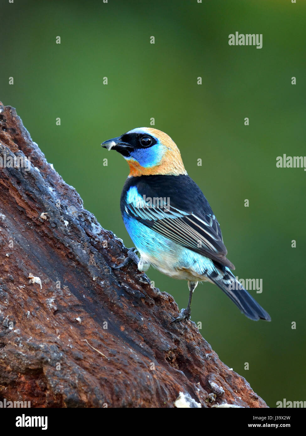 A Golden-hooded Tanager in Costa Rica rain forest Stock Photo