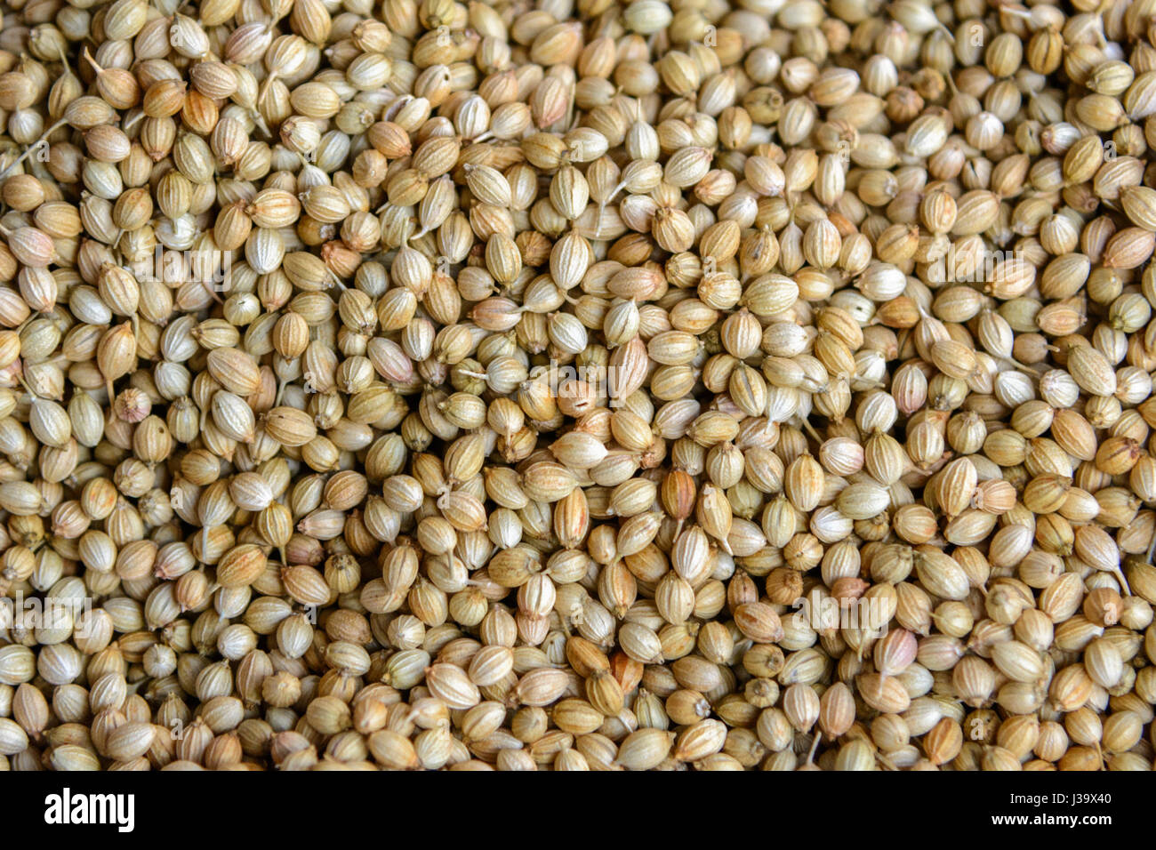 Coriander seeds on sale at a food market in Thalassery (Tellicherry), Kannur district (Cannanore), Kerala, South India, South Asia Stock Photo