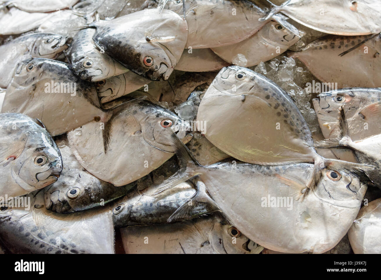 A pile of freshly caught fish on sale at the fish market in Thalassery (Tellicherry), Kannur district (Cannanore), Kerala, South India, South Asia Stock Photo