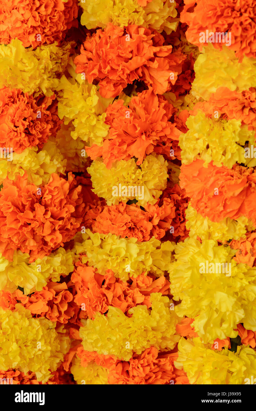 Orange and yellow marigold flower garlands on sale in Thalassery (Tellicherry), Kannur district (Cannanore), Kerala, South India, South Asia Stock Photo