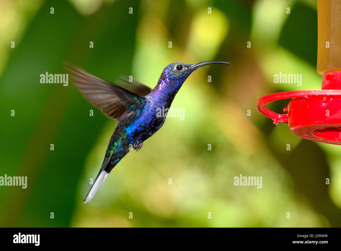 A Violet Sabrewing Hummingbird in Central America cloud forest serching a sweet water Stock Photo