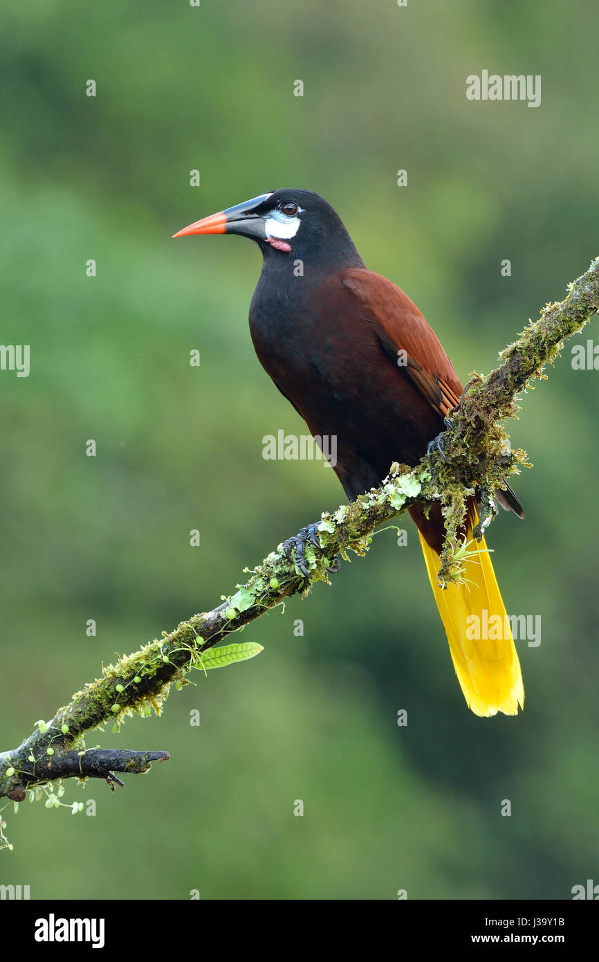A Montezuma Oropendola in Costa Rica's Tropical rain forest Stock Photo