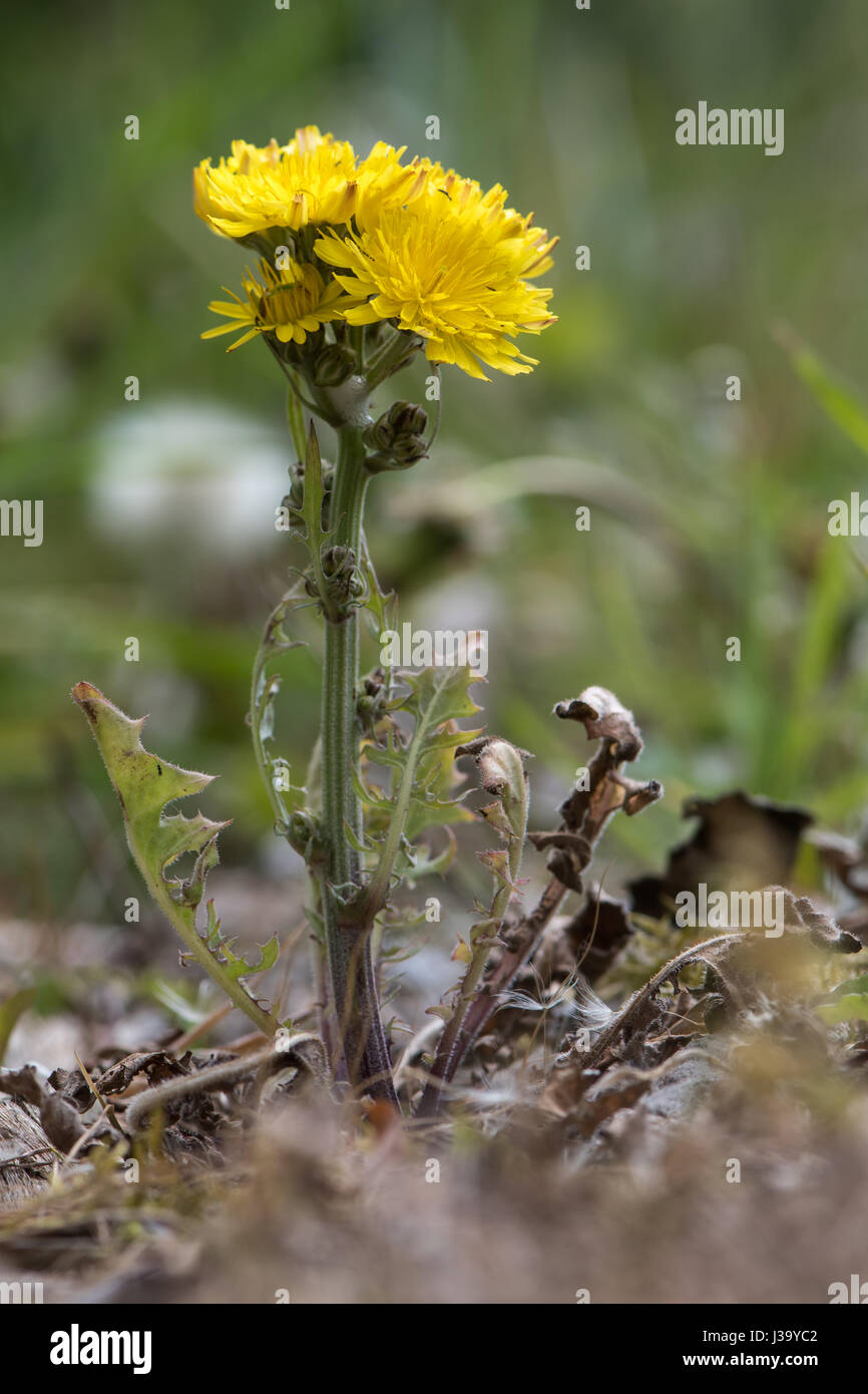 Beaked Hawk's-beard (Crepis vesicaria) plant in flower. Hairy plant in the daisy family (Asteraceae) with hairy stems and yellow inflorescences Stock Photo