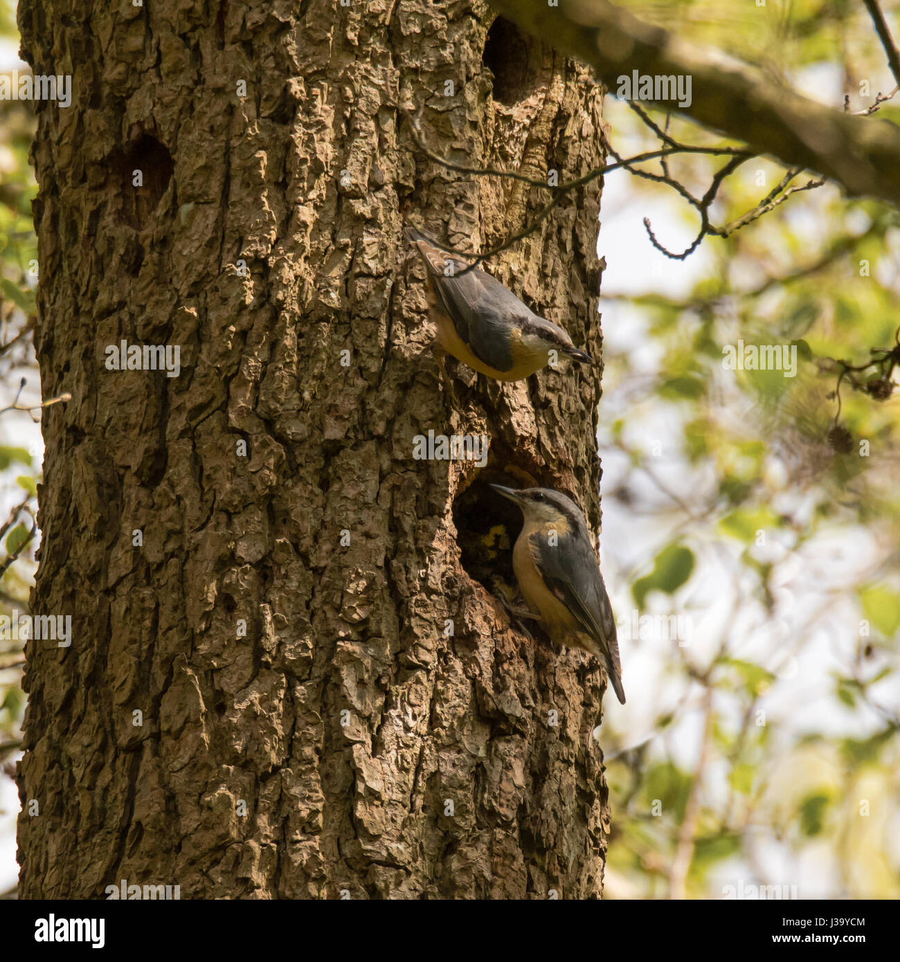 Pair of nuthatches (Sitta europaea) by nest hole. Composite of woodland birds in the family Sittidae, visiting nesting hole to feed chicks Stock Photo