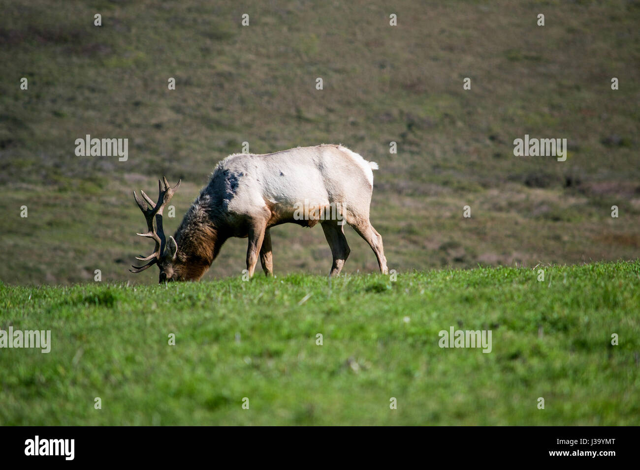 Male Tule Elk, Cervus canadensis nannodes, at a distance, looking at the camera, on the coast of California, USA, Marin County Stock Photo