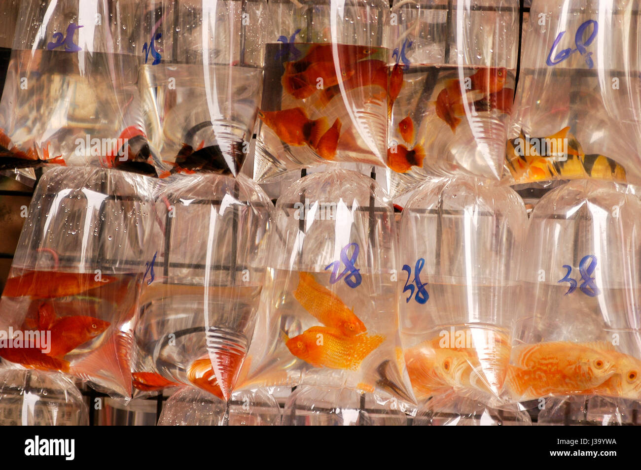 Live fish for sale in plastic bags in a Hong Kong market Stock Photo - Alamy
