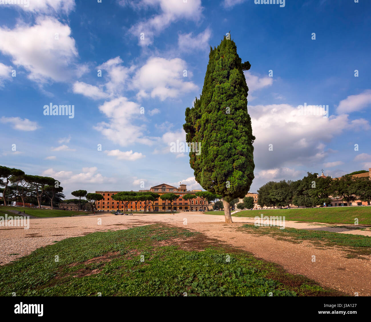 Cypress Tree on Circus Maximus, Ancient Roman Stadium near Palatine Hill, Rome, Italy Stock Photo
