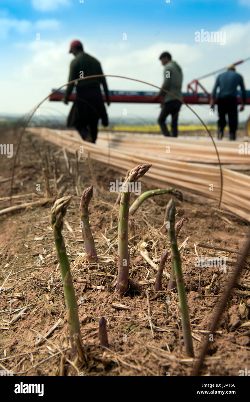 Asparagus spears on a farm near RossonWye where the crop that has
