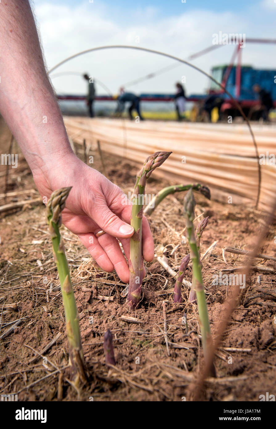 Asparagus farmer Chris Chinn of Cobrey Farms near RossonWye checks