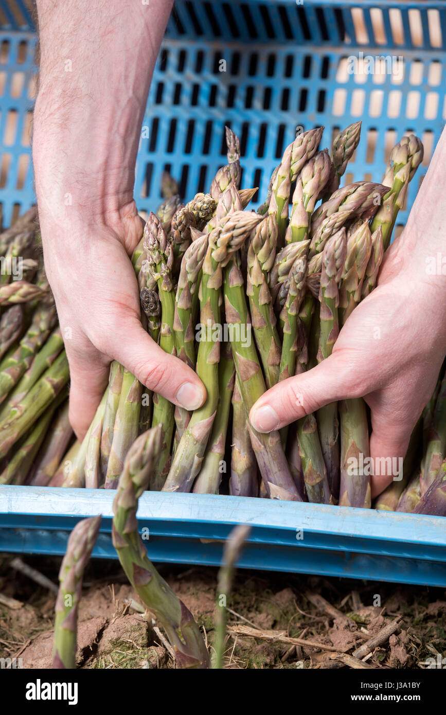 Asparagus farmer Chris Chinn of Cobrey Farms near RossonWye with some