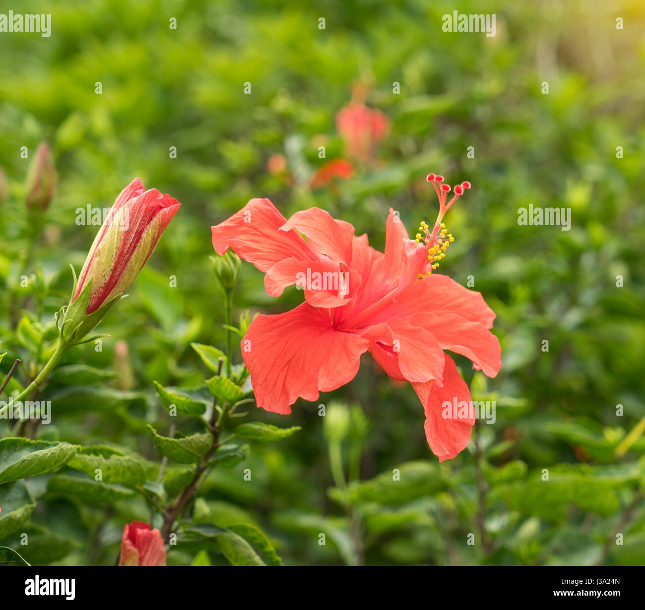 Closeup of Hibisci Rosae-Sinensis Flower Stock Photo