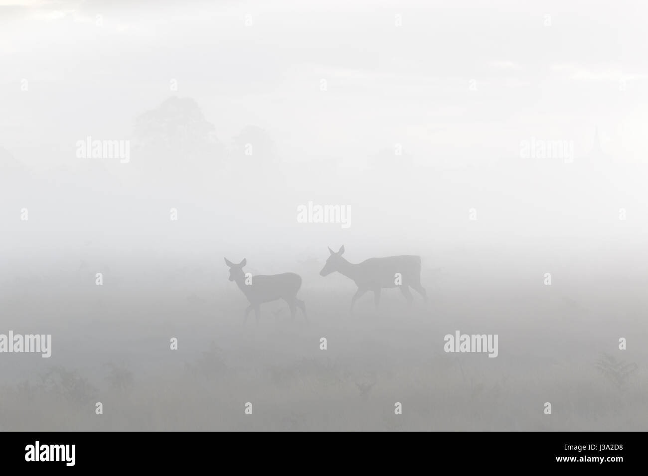 Red Deer (Cervus elaphus) hind mother and young calf roaming in the morning mist or fog Stock Photo